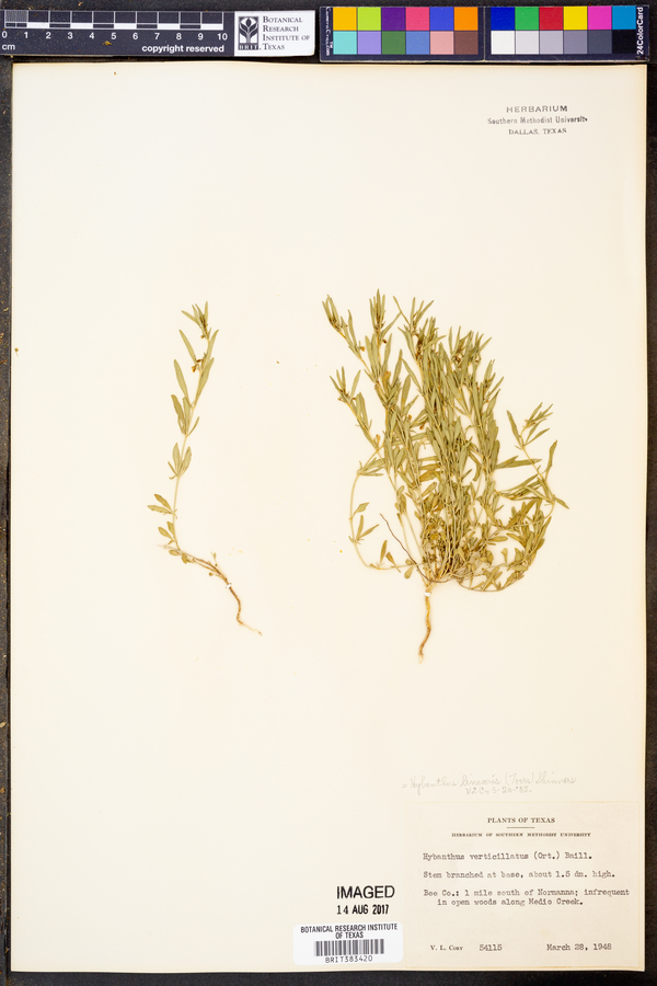 Hybanthus verticillatus var. verticillatus image