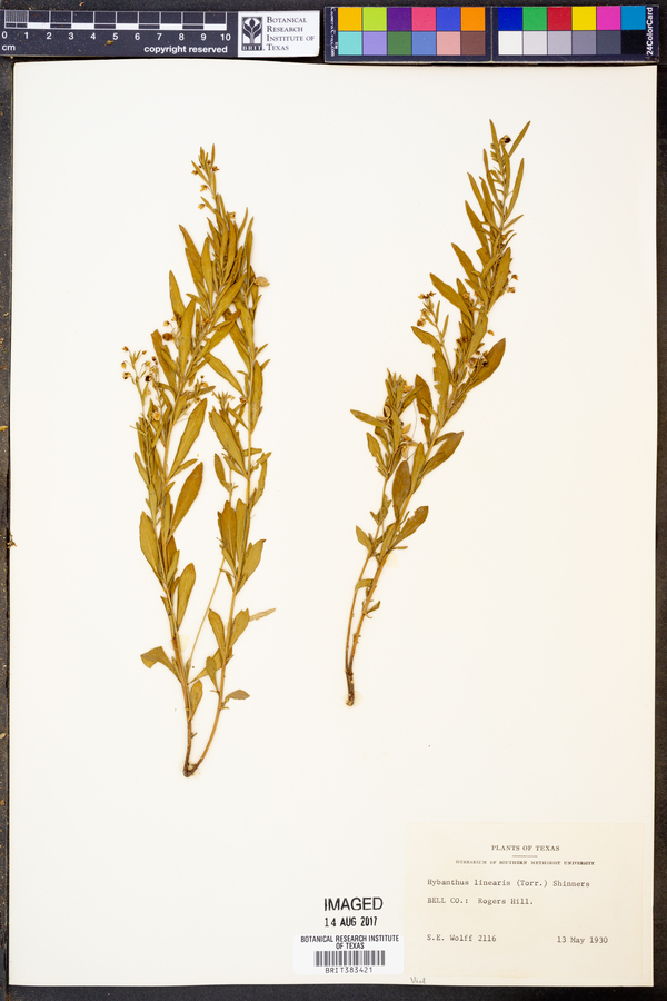 Hybanthus verticillatus var. verticillatus image