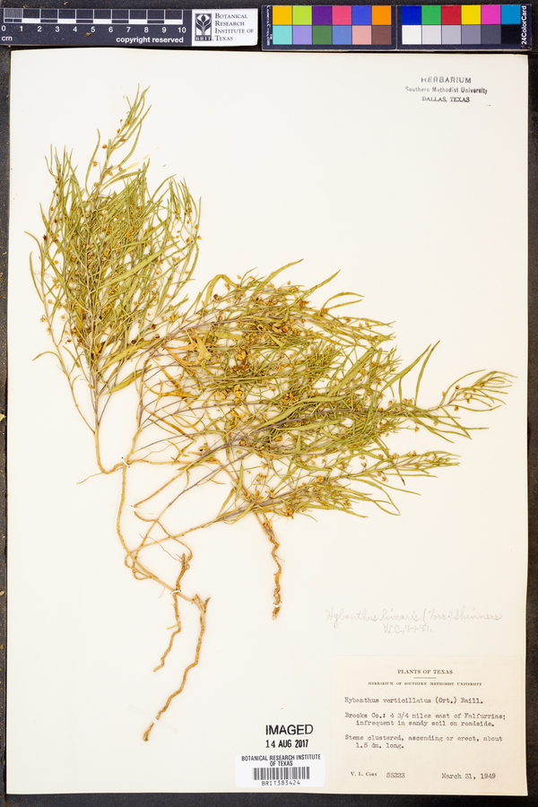 Hybanthus verticillatus var. verticillatus image