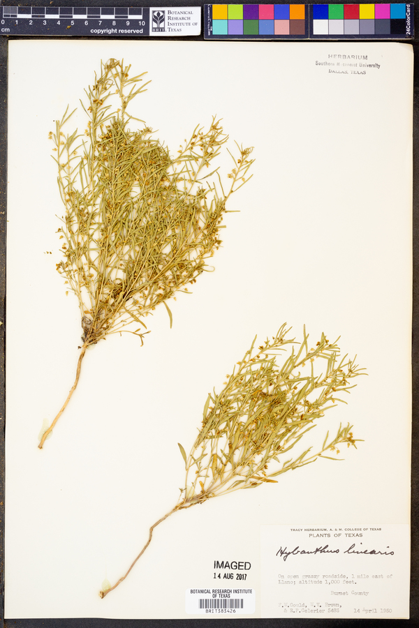 Hybanthus verticillatus var. verticillatus image