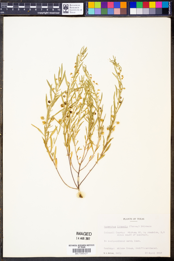 Hybanthus verticillatus var. verticillatus image