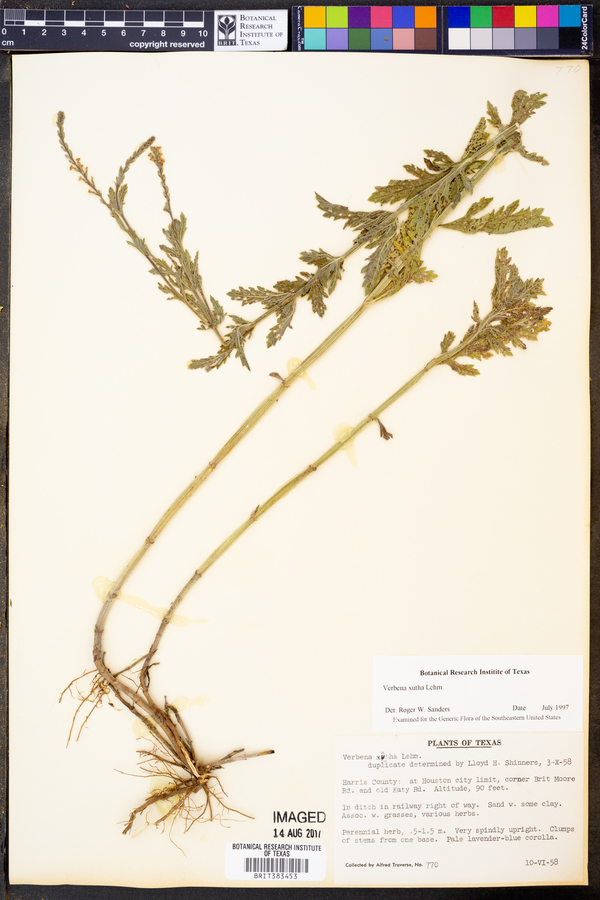 Verbena xutha image