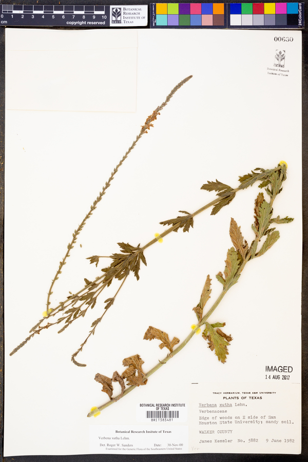 Verbena xutha image