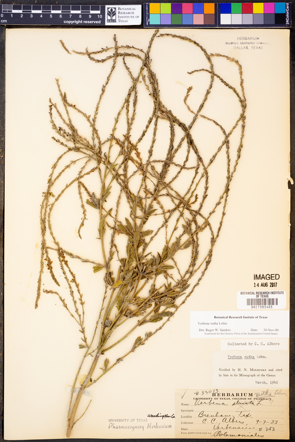 Verbena xutha image
