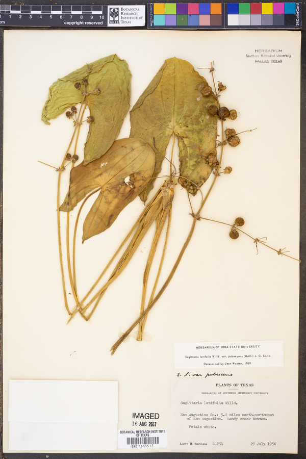 Sagittaria latifolia image