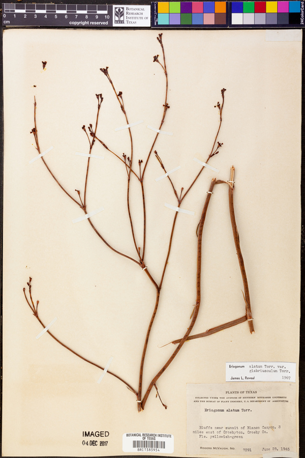 Eriogonum alatum var. glabriusculum image
