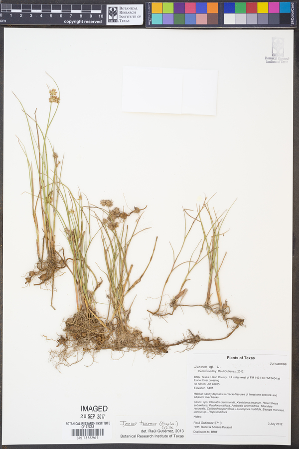 Juncus texanus image