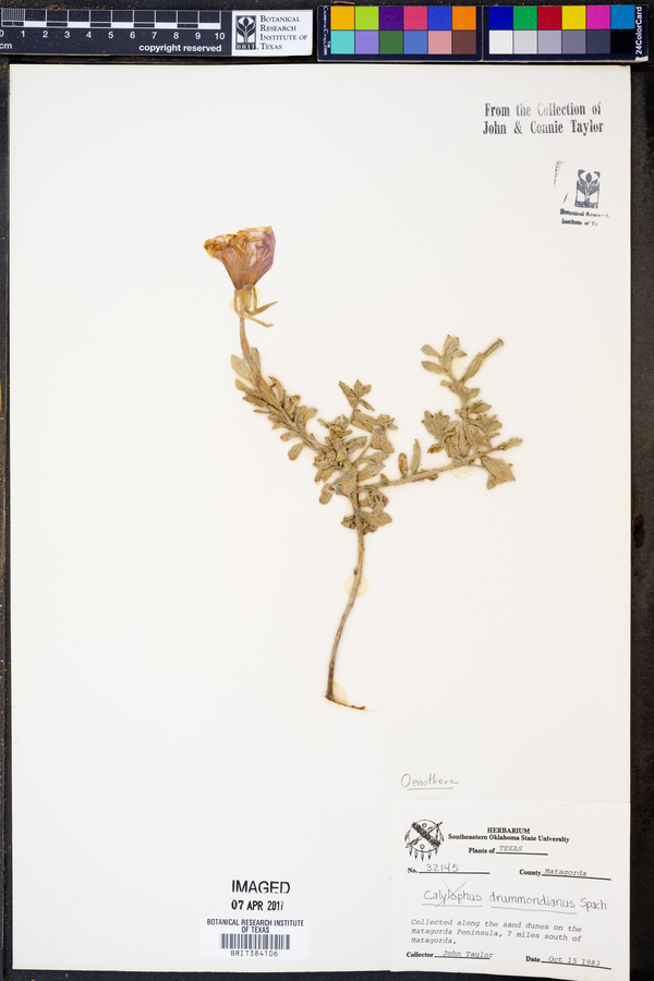 Oenothera drummondii image