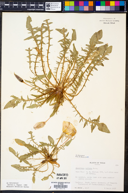 Oenothera triloba image