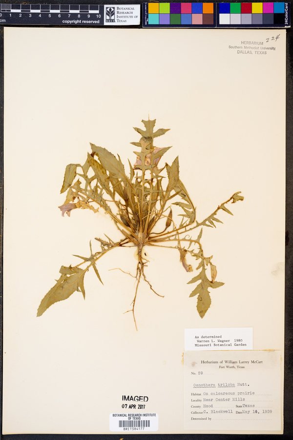 Oenothera triloba image
