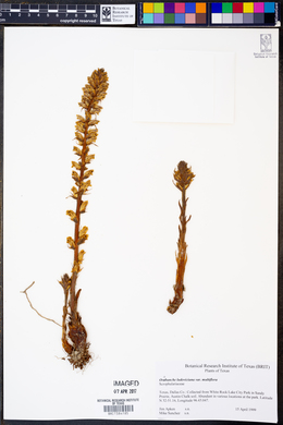 Orobanche ludoviciana ssp. multiflora image