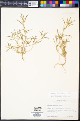 Oenothera spachiana image