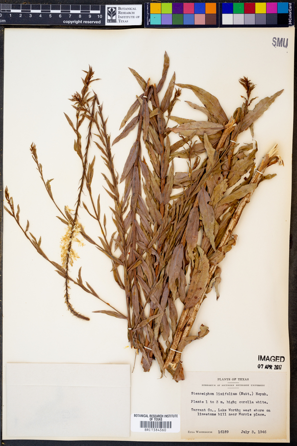 Stenosiphon linifolius image