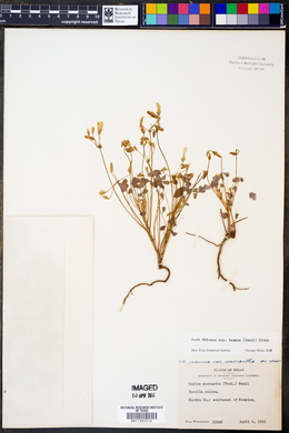 Oxalis priceae ssp. texana image