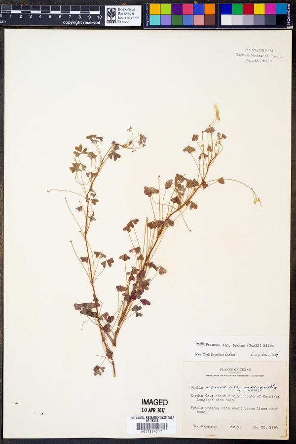 Oxalis priceae ssp. texana image