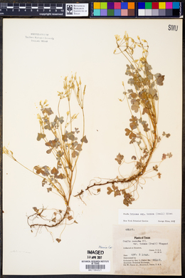 Oxalis priceae ssp. texana image