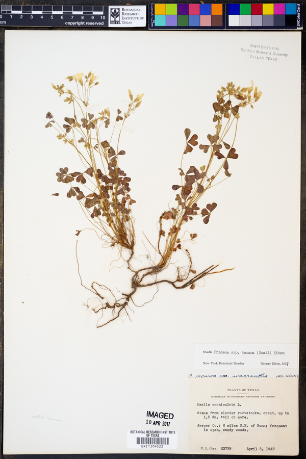 Oxalis priceae ssp. texana image