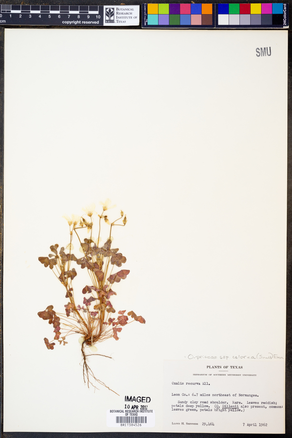 Oxalis priceae ssp. colorea image