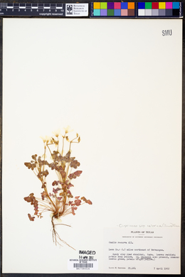 Oxalis priceae subsp. colorea image