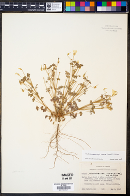 Oxalis priceae subsp. texana image