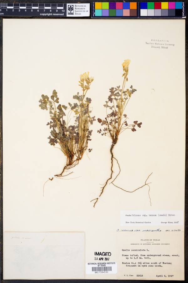 Oxalis priceae image