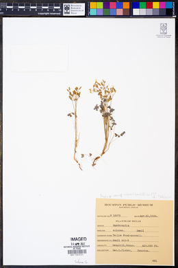 Oxalis priceae ssp. colorea image