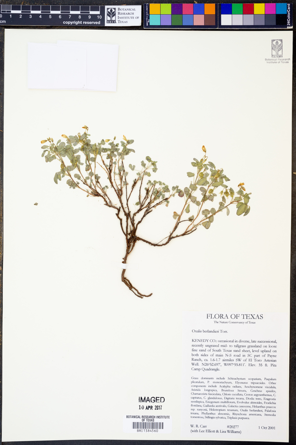Oxalis berlandieri image