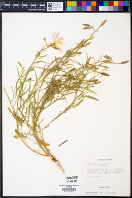 Oenothera speciosa var. speciosa image