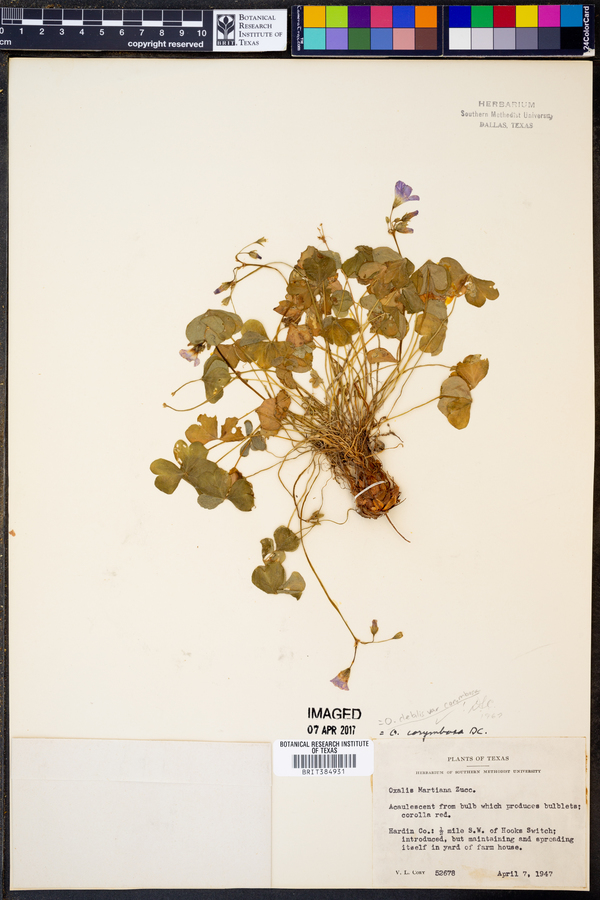 Oxalis debilis image