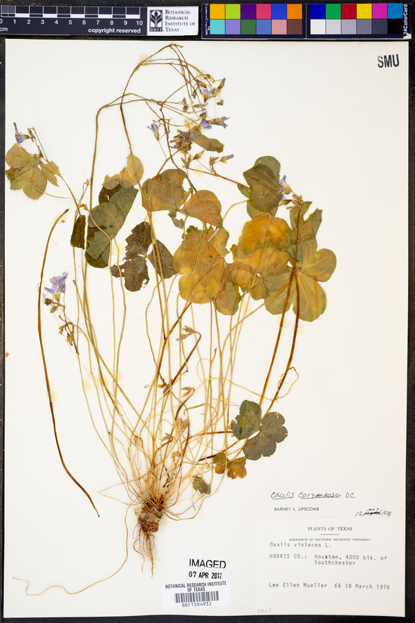 Oxalis corymbosa image