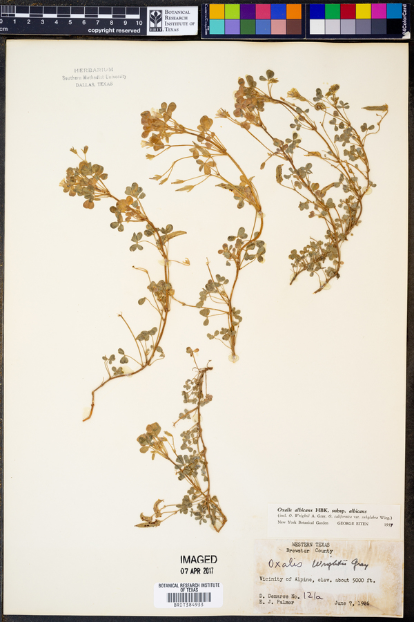 Oxalis albicans ssp. albicans image
