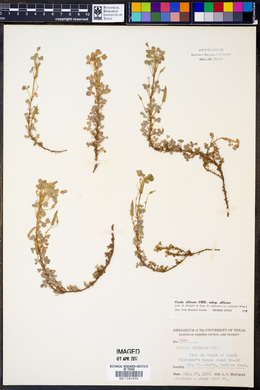 Oxalis albicans ssp. albicans image