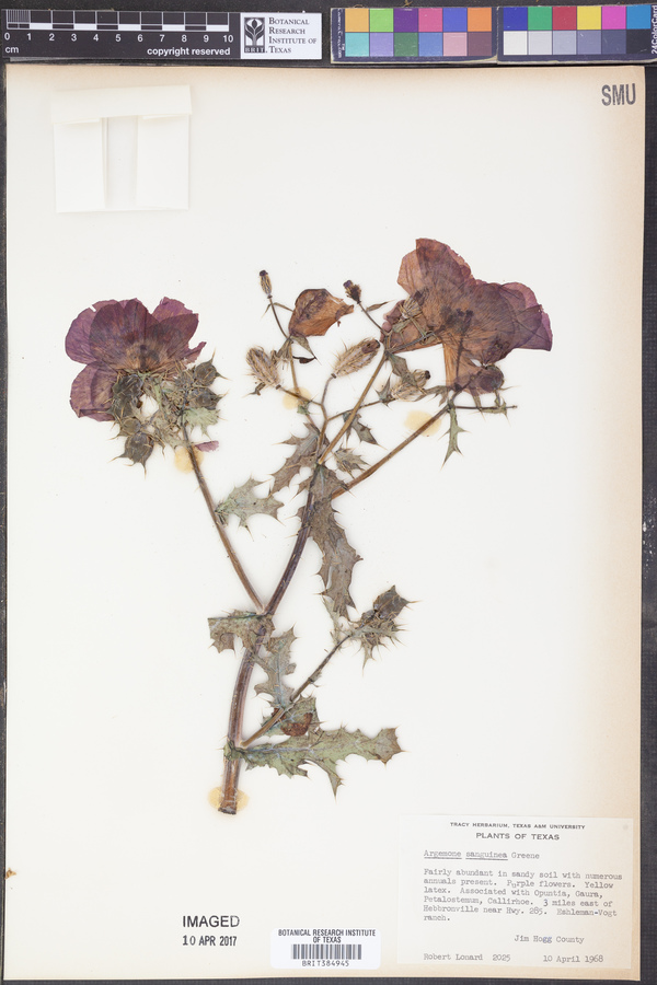 Argemone sanguinea image