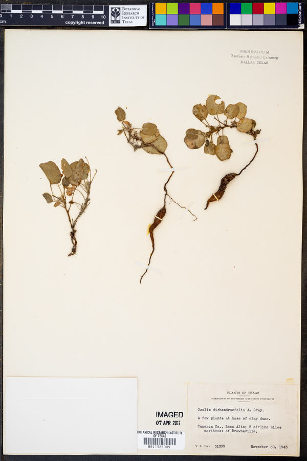 Oxalis dichondraefolia image