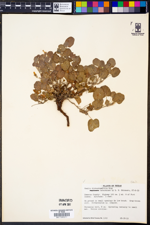 Oxalis dichondraefolia image