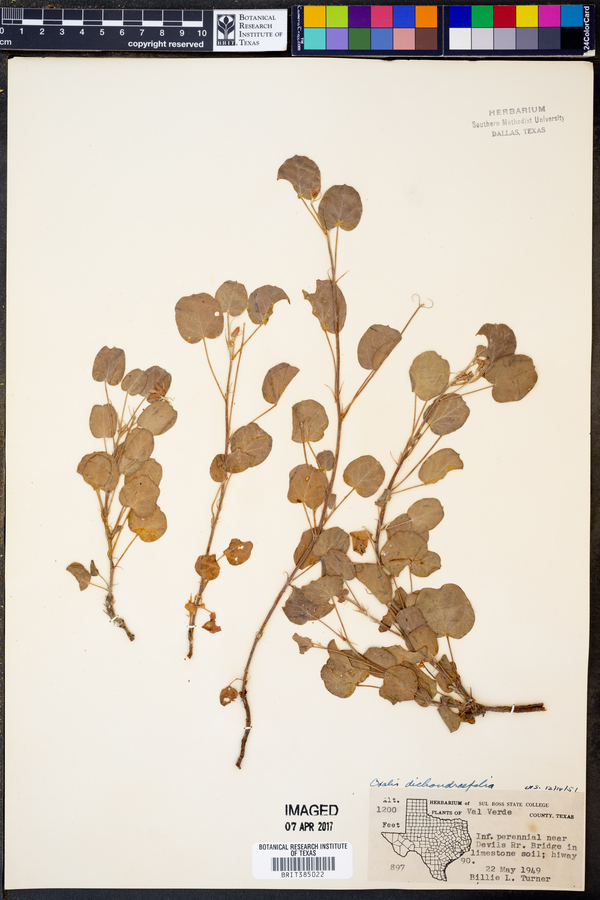 Oxalis dichondraefolia image