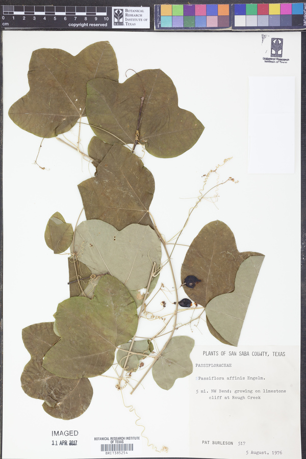 Passiflora affinis image