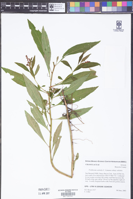 Penthorum sedoides subsp. sedoides image
