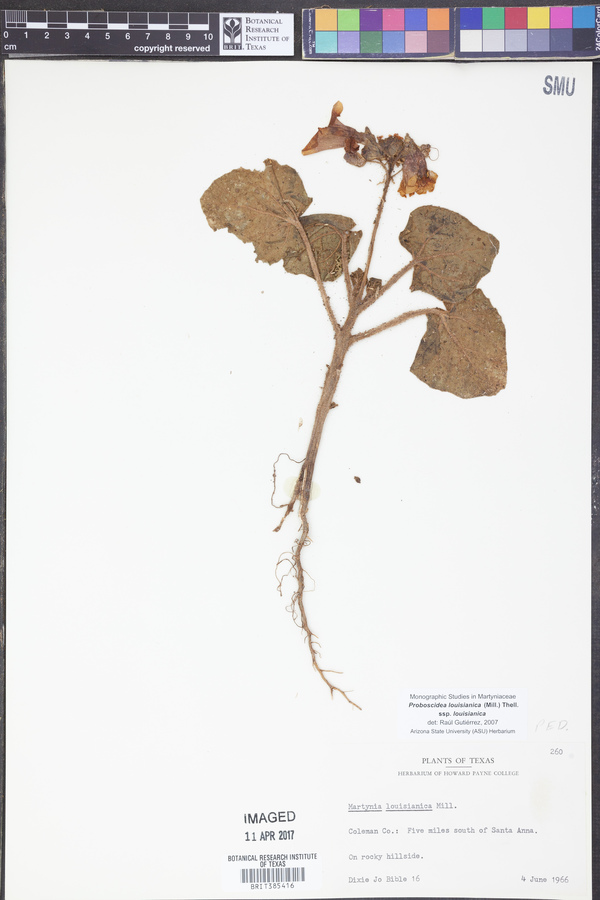 Proboscidea louisianica subsp. louisianica image