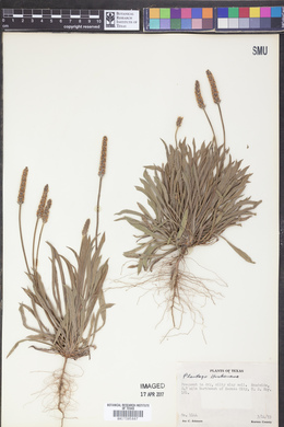 Plantago hookeriana image