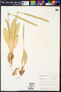 Plantago rhodosperma image