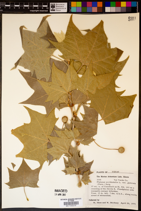 Platanus occidentalis var. glabrata image