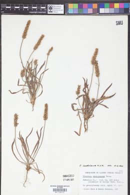 Plantago hookeriana image