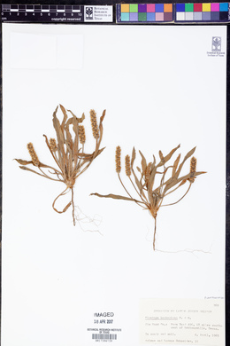 Plantago hookeriana image