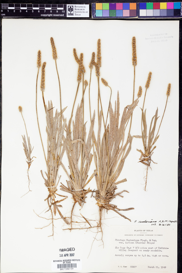 Plantago hookeriana image