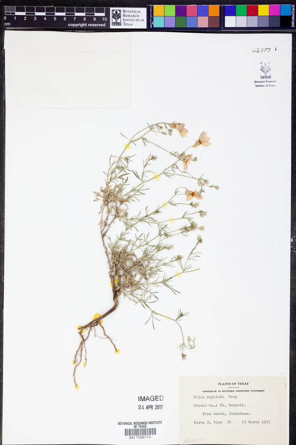 Gilia rigidula image