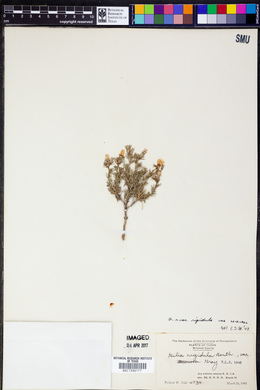 Gilia rigidula image