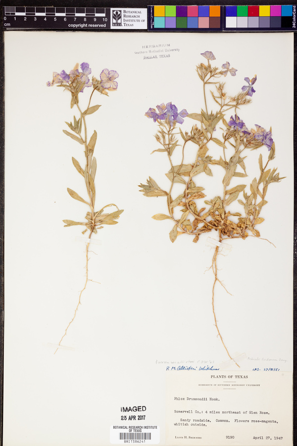 Phlox mcallisteri image