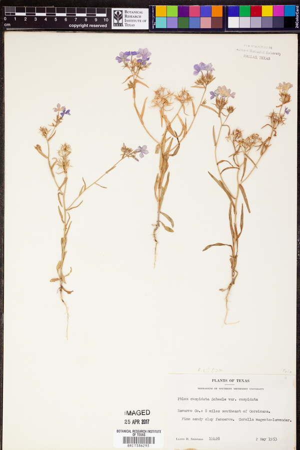 Phlox cuspidata image