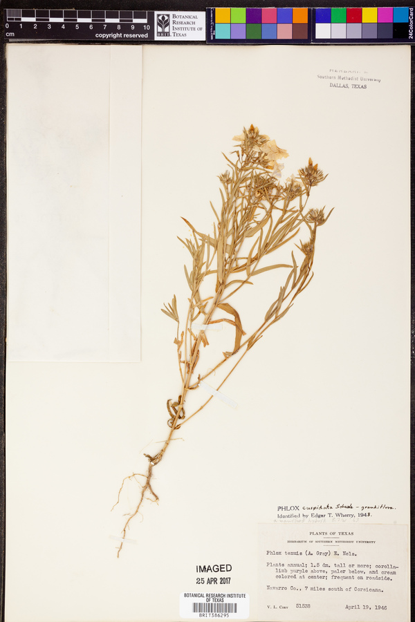 Phlox cuspidata var. grandiflora image